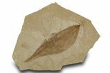 Fossil Leaf (Menispermites) - Green River Formation, Utah #334297-1
